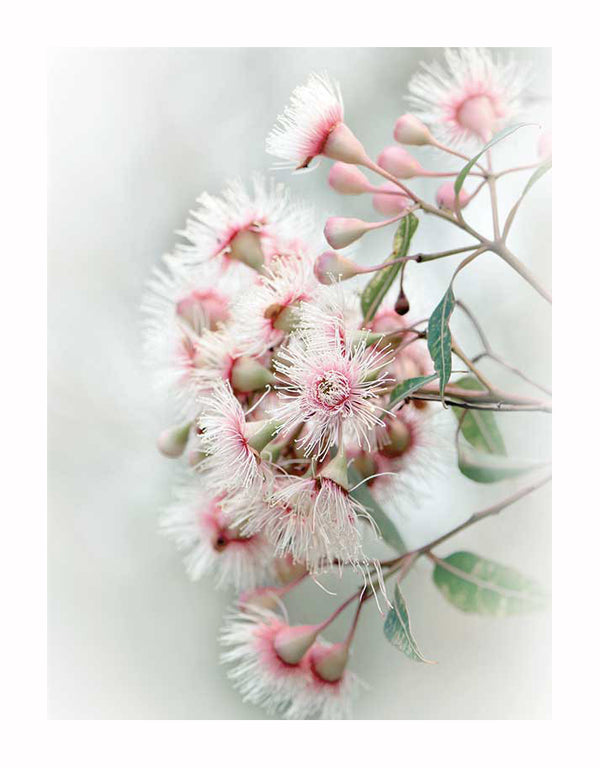 The Gum Tree Blossoms Unframed Art Print by Urban Road features a delicate cluster of pale pink and white native blossoms, with fringed petals and green leaves, set against a soft, blurred background.