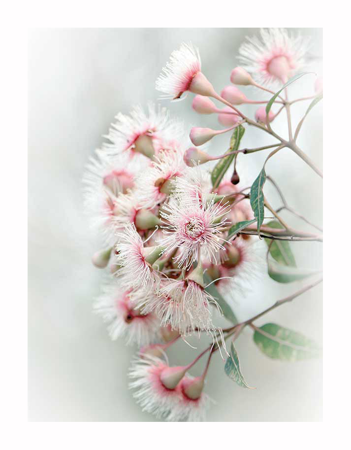 The Gum Tree Blossoms Unframed Art Print by Urban Road features a delicate cluster of pale pink and white native blossoms, with fringed petals and green leaves, set against a soft, blurred background.