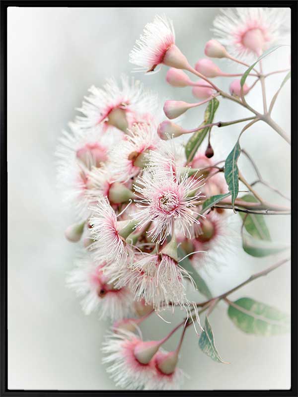 Gum Tree Blossoms Canvas Art Print