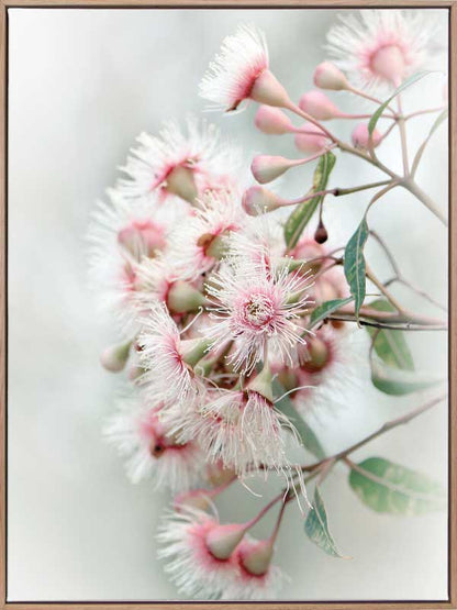 Gum Tree Blossoms Canvas Art Print