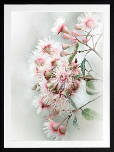Gum Tree Blossoms Poster Framed Art Print
