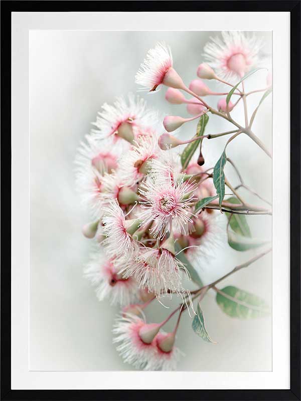 Gum Tree Blossoms Poster Framed Art Print