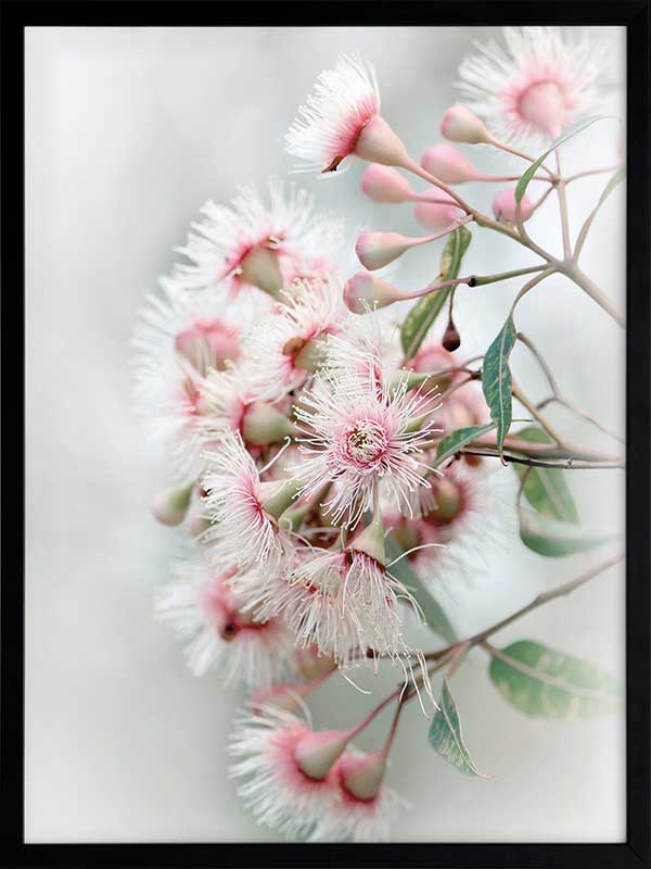 Gum Tree Blossoms Poster Framed Art Print