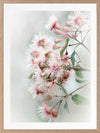 Gum Tree Blossoms Poster Framed Art Print