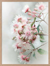 Gum Tree Blossoms Poster Framed Art Print