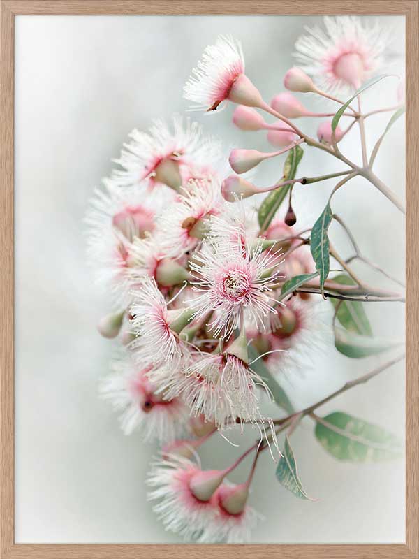 Gum Tree Blossoms Poster Framed Art Print