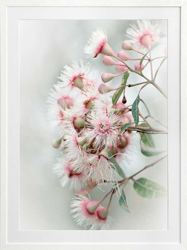 Gum Tree Blossoms Poster Framed Art Print