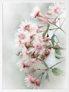 Gum Tree Blossoms Poster Framed Art Print