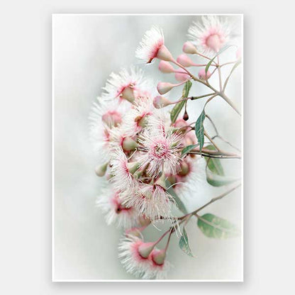 Gum Tree Blossoms Unframed Art Print