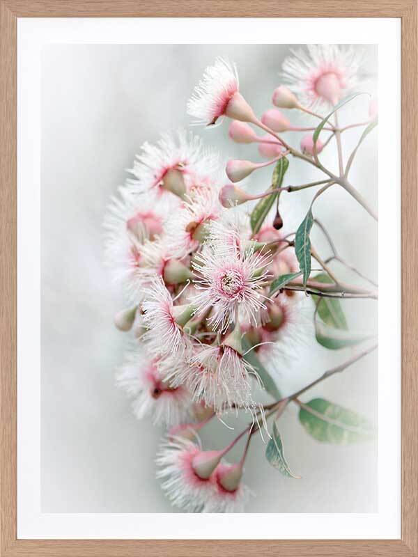 Gum Tree Blossoms Poster