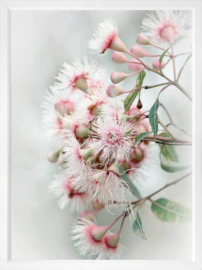 Gum Tree Blossoms Poster