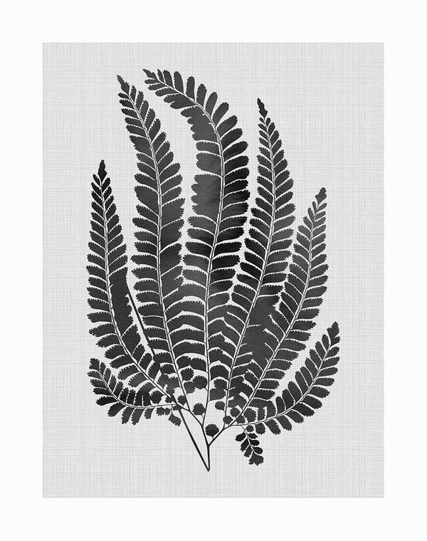 Black and white illustration of a fern with long, delicate fronds featuring small leaflets on a textured light grey background—pairs perfectly with the Maple Black Unframed Art Print by Urban Road.
