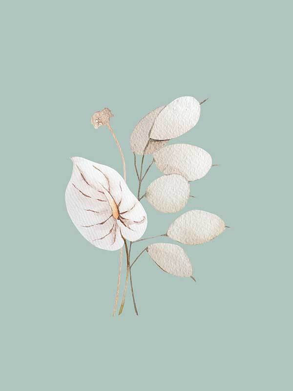 Mint Anthurium II Canvas Art Print