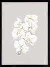 Beige Lilies Poster Framed Art Print