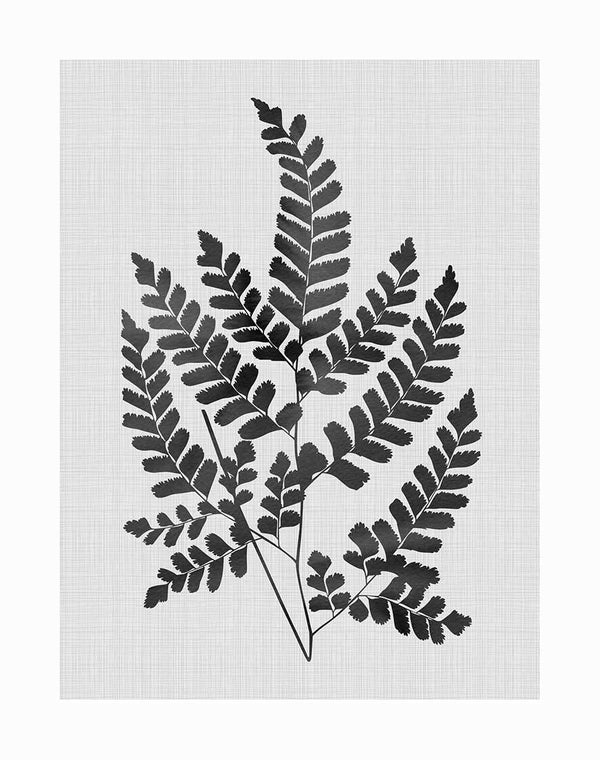 Black and white illustration of a fern with feathery fronds on a textured light grey background—Chestnut Black Unframed Art Print by Urban Road, perfect for enhancing any modern space.