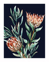 Watercolour artwork featuring two spiky, reddish-brown proteas with green leaves on a dark blue background. Dark Proteas II Unframed Art Print by Urban Road makes a unique Proteas poster for your space.