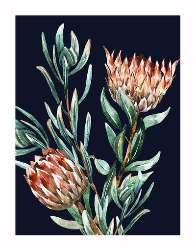 Watercolour artwork featuring two spiky, reddish-brown proteas with green leaves on a dark blue background. Dark Proteas II Unframed Art Print by Urban Road makes a unique Proteas poster for your space.