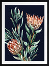 Dark Proteas II Poster Framed Art Print