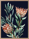 Dark Proteas II Poster Framed Art Print