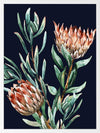 Dark Proteas II Poster Framed Art Print