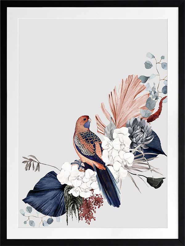 Blushing Rosella Poster Framed Art Print