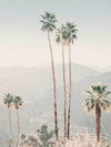 Palm Springs II Unframed Art Print