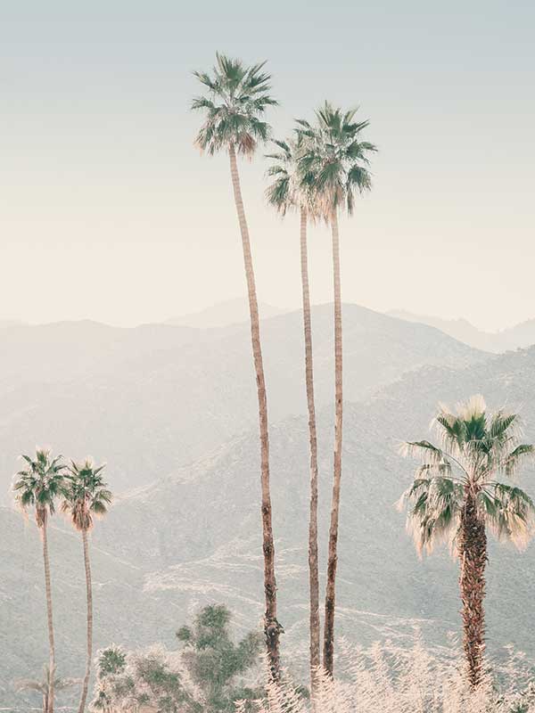 Palm Springs II Canvas Art Print