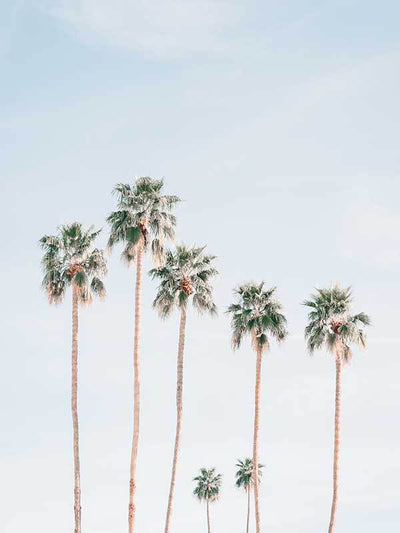 Desert Palms Canvas Art Print