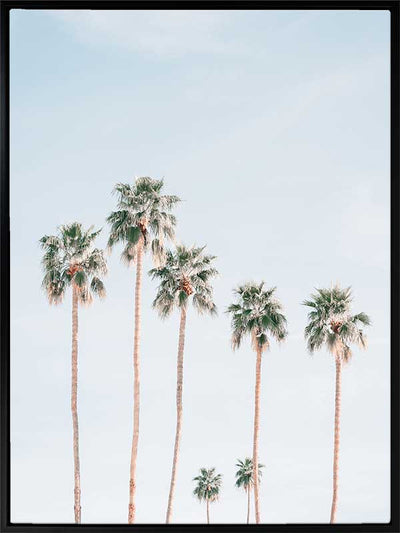 Desert Palms Canvas Art Print