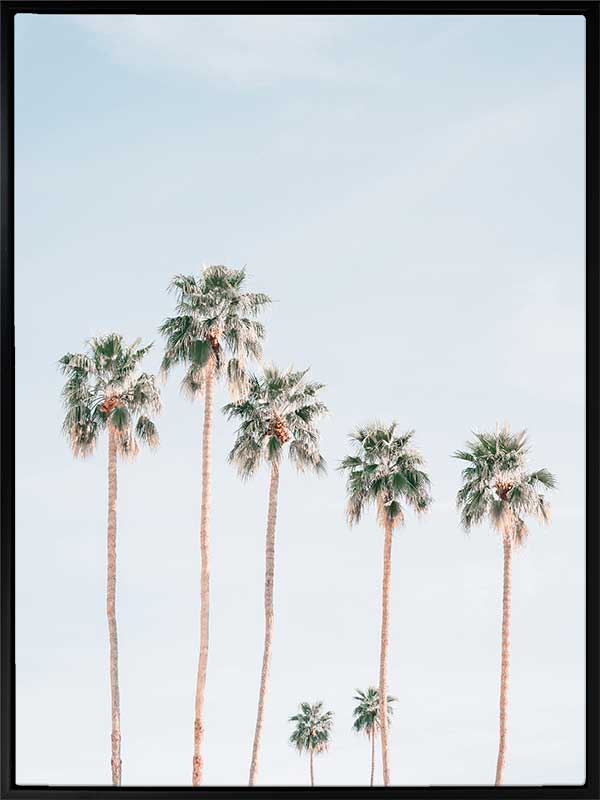 Desert Palms Canvas Art Print