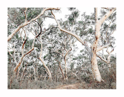 The Gum Tree Forrest Unframed Art Print by Urban Road captures a dense Australian landscape of pale, smooth-barked Ghost Gums beneath a bright sky, with twisting branches and minimal undergrowth.