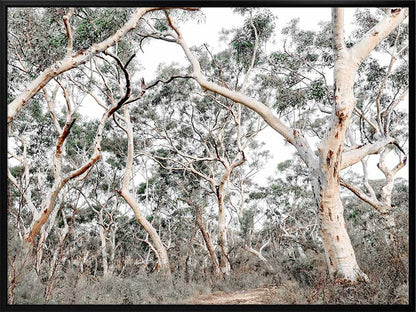 Gum Tree Forrest Canvas Art Print