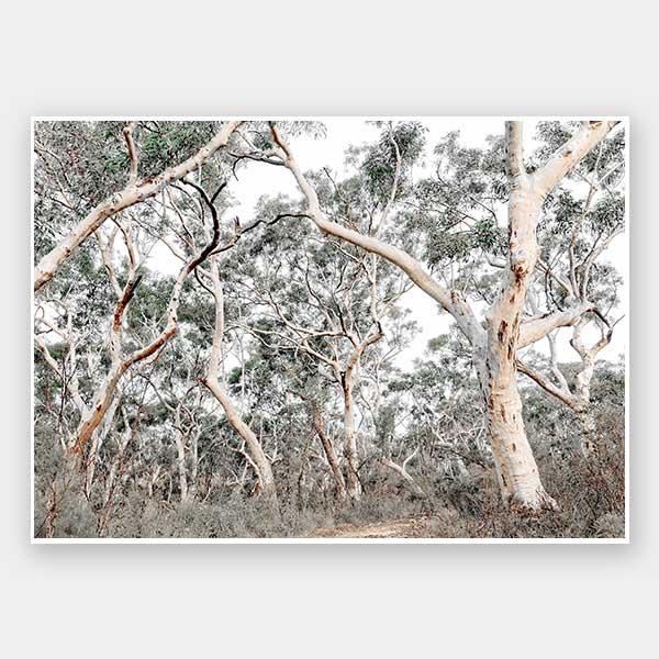 Gum Tree Forrest Unframed Art Print