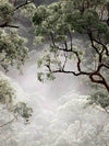 Misty Gum Trees Canvas Art Print
