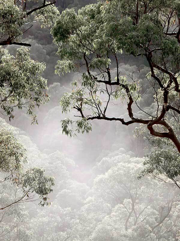 Misty Gum Trees Canvas Art Print
