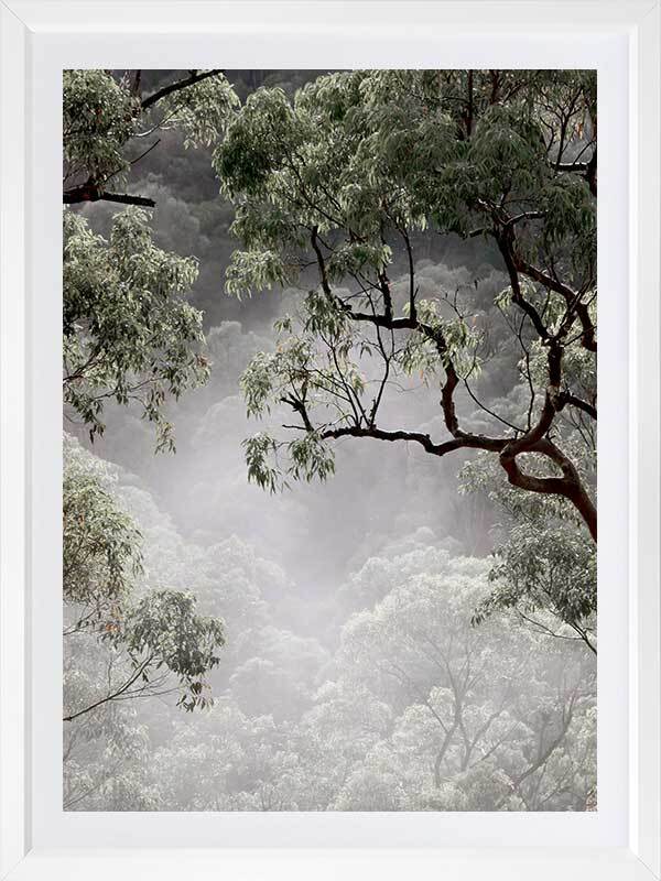 Misty Gum Trees Poster