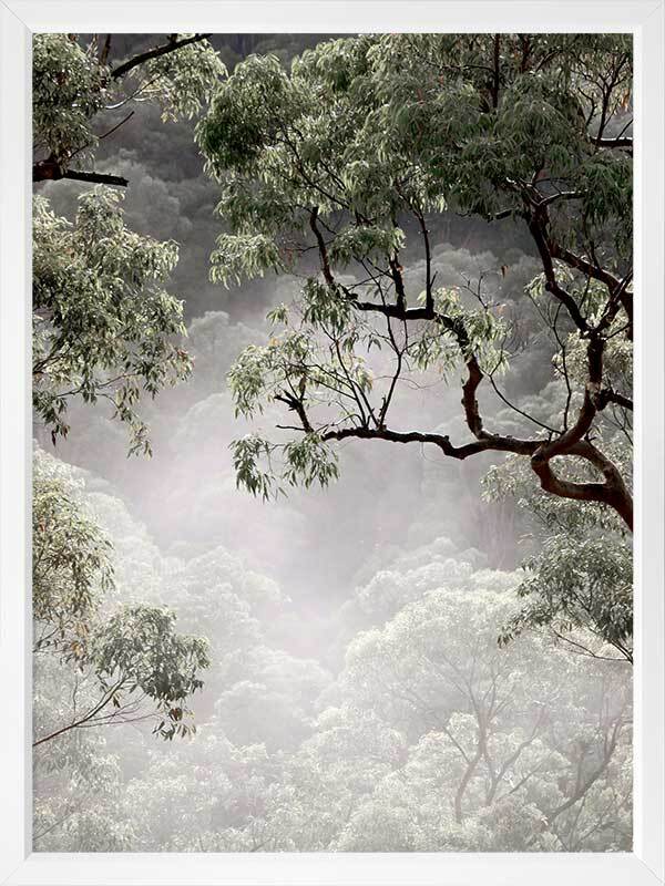 Misty Gum Trees Poster