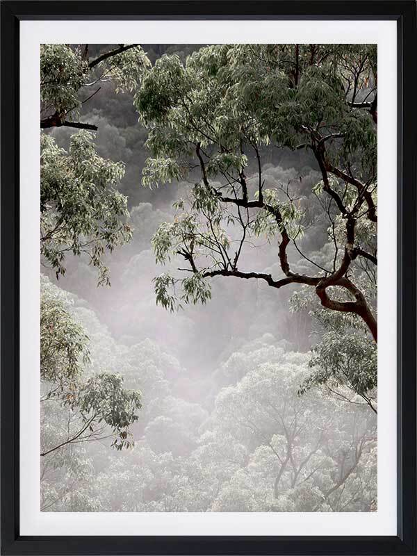 Misty Gum Trees Poster