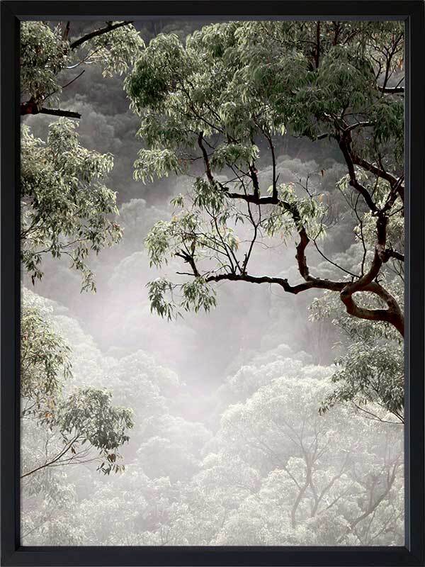 Misty Gum Trees Poster