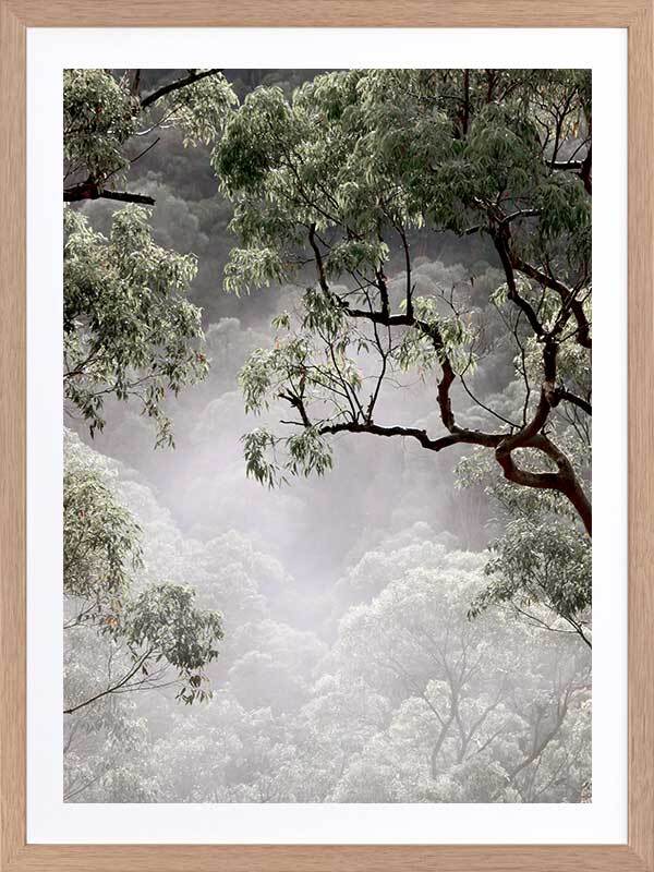 Misty Gum Trees Poster