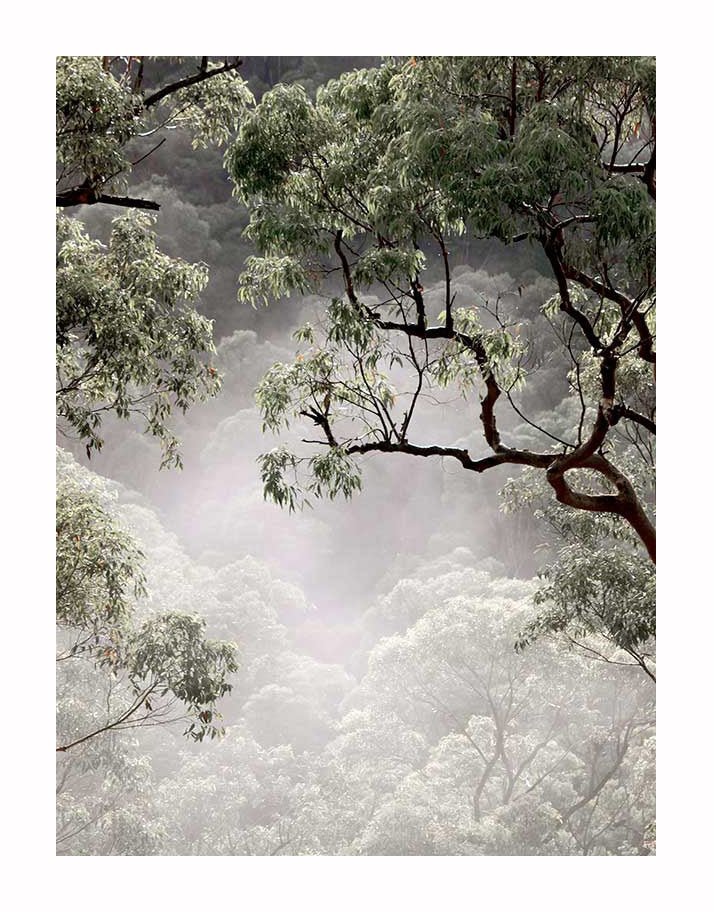 The Urban Road Misty Gum Trees Unframed Art Print captures serene sunlight through dense, leafy green gums, creating a tranquil natural scene—ideal as photographic art or a stunning poster print for your space.