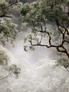 Misty Gum Trees Canvas Art Print