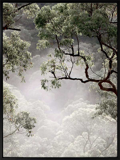 Misty Gum Trees Canvas Art Print