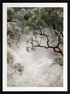 Misty Gum Trees Poster Framed Art Print