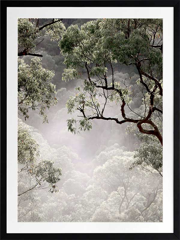 Misty Gum Trees Poster Framed Art Print