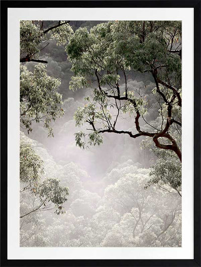 Misty Gum Trees Poster Framed Art Print