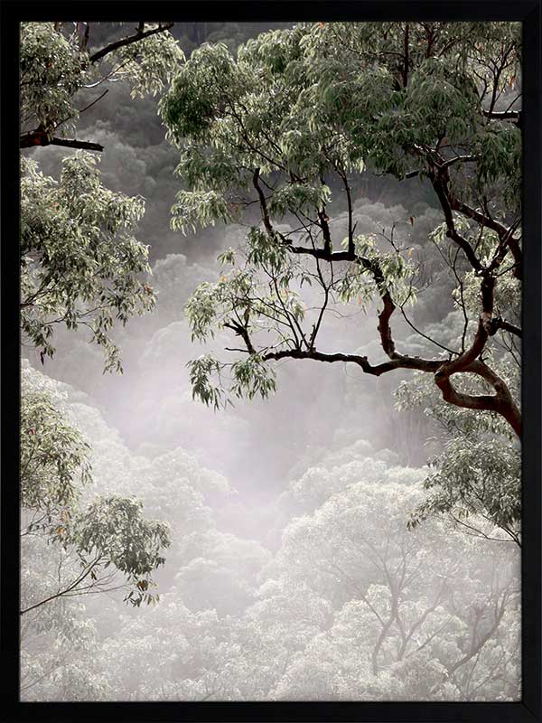 Misty Gum Trees Poster Framed Art Print