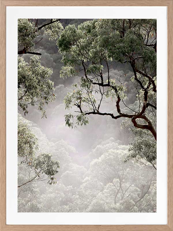 Misty Gum Trees Poster Framed Art Print