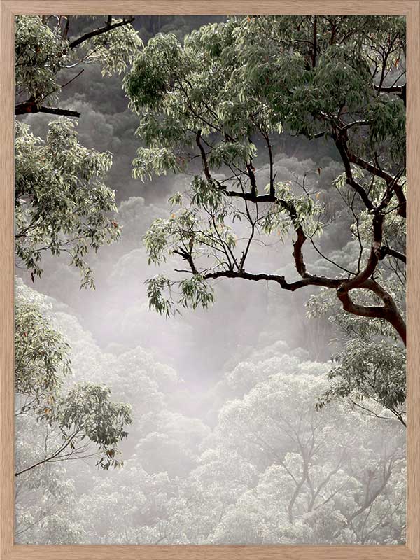 Misty Gum Trees Poster Framed Art Print