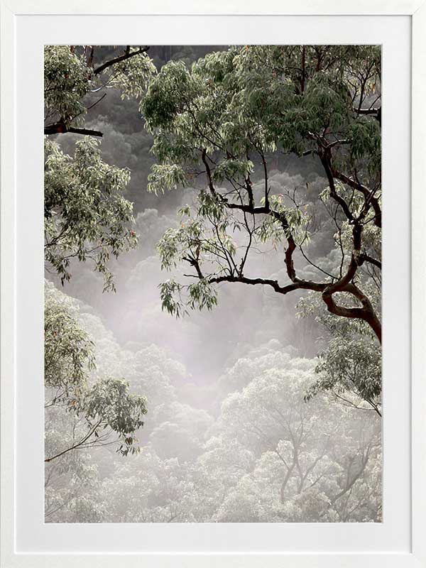 Misty Gum Trees Poster Framed Art Print